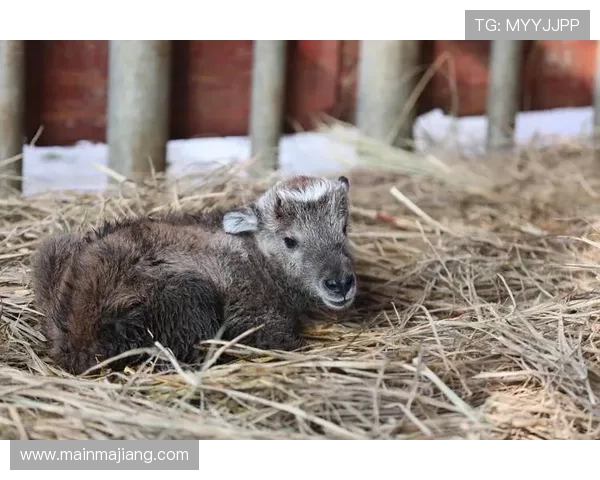 牛宝官网品牌故事与发展历程深入了解牛宝的品牌文化